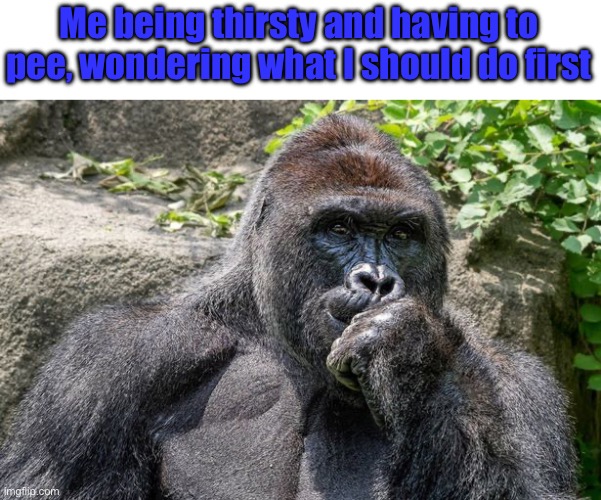 Harambe Pondering | Me being thirsty and having to pee, wondering what I should do first | image tagged in harambe pondering | made w/ Imgflip meme maker