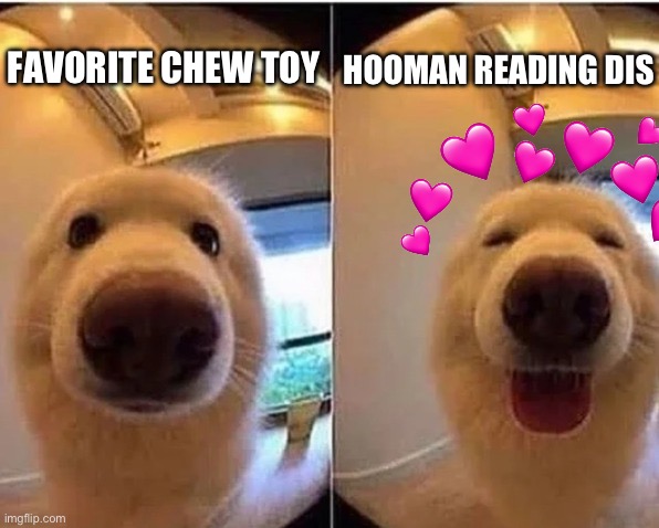Doggo love hooman | FAVORITE CHEW TOY; HOOMAN READING DIS | image tagged in wholesome doggo,wholesome | made w/ Imgflip meme maker