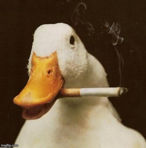 Smoking Duck | image tagged in smoking duck | made w/ Imgflip meme maker