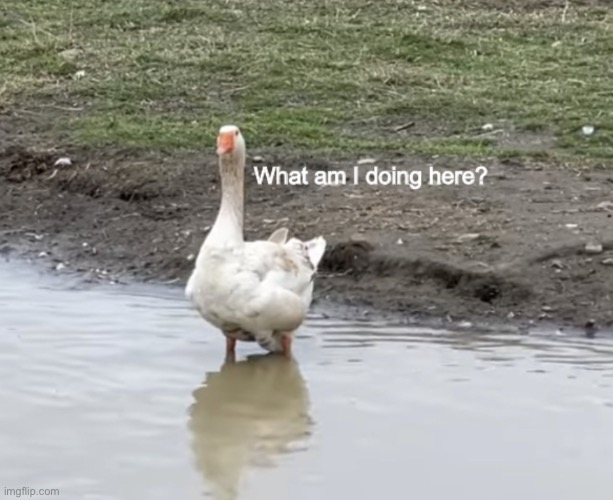 Not a dog | image tagged in what am i doing here,dog,duck,wrong | made w/ Imgflip meme maker