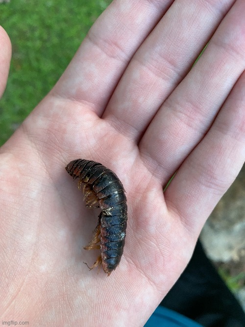 The millipede from a few days ago died :( I’m not sure what happened | image tagged in sad,nature,rip | made w/ Imgflip meme maker