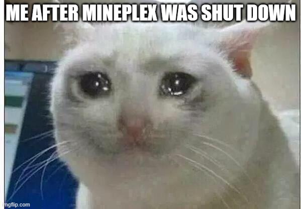 crying cat | ME AFTER MINEPLEX WAS SHUT DOWN | image tagged in crying cat | made w/ Imgflip meme maker