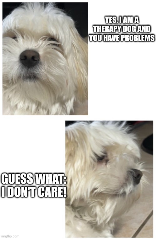 Does Not Care Dog | YES, I AM A THERAPY DOG AND YOU HAVE PROBLEMS; GUESS WHAT: I DON'T CARE! | image tagged in does not care dog | made w/ Imgflip meme maker