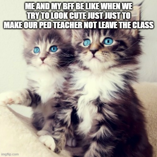 Cute kitten twins | ME AND MY BFF BE LIKE WHEN WE TRY TO LOOK CUTE JUST JUST TO MAKE OUR PED TEACHER NOT LEAVE THE CLASS | image tagged in cute kitten twins | made w/ Imgflip meme maker