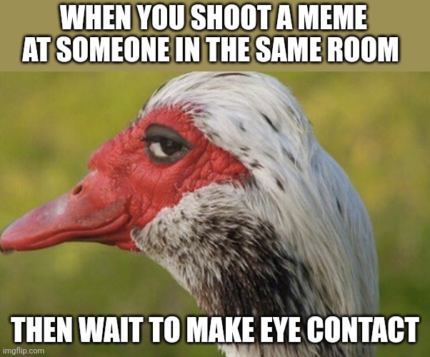 Meme your friends | WHEN YOU SHOOT A MEME AT SOMEONE IN THE SAME ROOM; THEN WAIT TO MAKE EYE CONTACT | image tagged in goose side eye | made w/ Imgflip meme maker