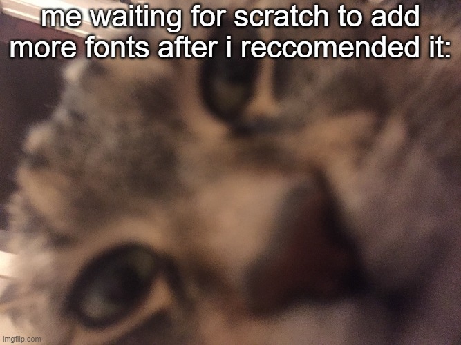 come one there's 9 fonts | me waiting for scratch to add more fonts after i reccomended it: | image tagged in cat stare | made w/ Imgflip meme maker
