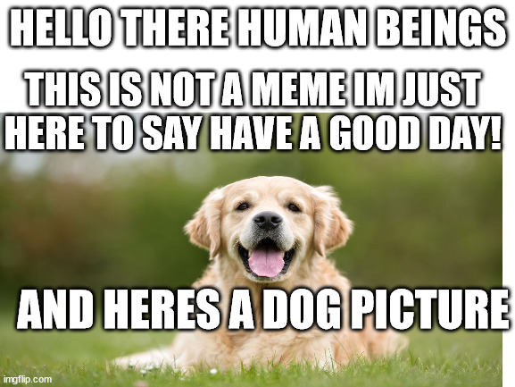 doge | HELLO THERE HUMAN BEINGS; THIS IS NOT A MEME IM JUST HERE TO SAY HAVE A GOOD DAY! AND HERES A DOG PICTURE | image tagged in doge,dog | made w/ Imgflip meme maker