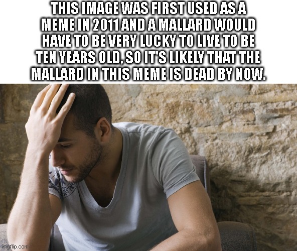 sad guy | THIS IMAGE WAS FIRST USED AS A
MEME IN 2011 AND A MALLARD WOULD
HAVE TO BE VERY LUCKY TO LIVE TO BE
TEN YEARS OLD, SO IT'S LIKELY THAT THE
M | image tagged in sad guy | made w/ Imgflip meme maker