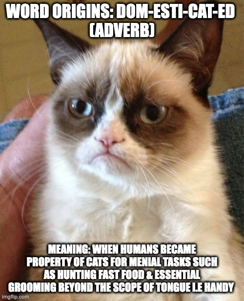 to domesticate | WORD ORIGINS: DOM-ESTI-CAT-ED 
(ADVERB); MEANING: WHEN HUMANS BECAME PROPERTY OF CATS FOR MENIAL TASKS SUCH AS HUNTING FAST FOOD & ESSENTIAL GROOMING BEYOND THE SCOPE OF TONGUE I.E HANDY | image tagged in memes,grumpy cat | made w/ Imgflip meme maker