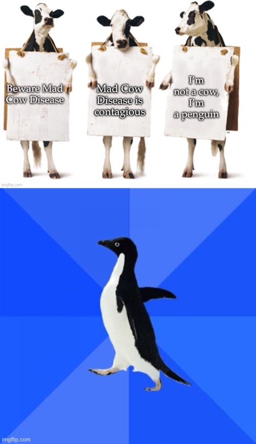 Penguin | image tagged in memes,socially awkward penguin,cows,penguin,bad joke | made w/ Imgflip meme maker