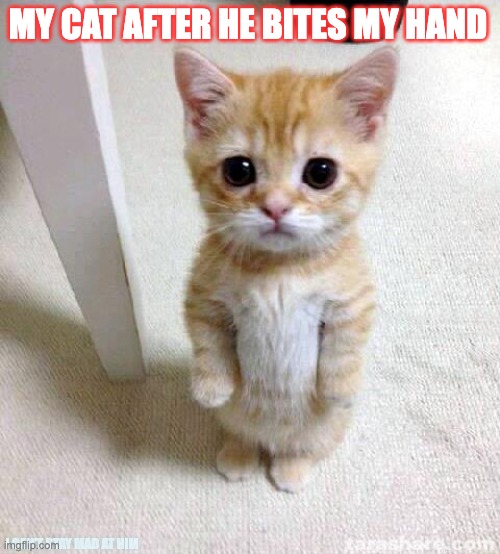 Cute Cat Meme | MY CAT AFTER HE BITES MY HAND; I CAN’T STAY MAD AT HIM | image tagged in memes,cute cat | made w/ Imgflip meme maker