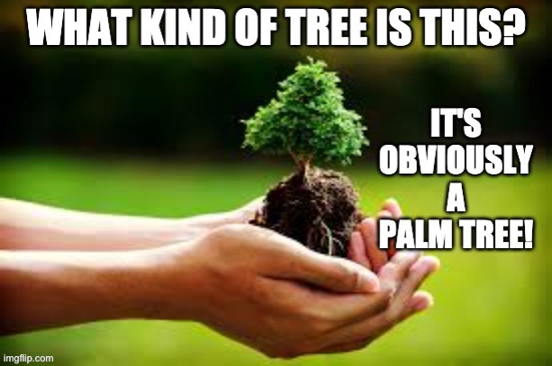 Tree | image tagged in bad pun | made w/ Imgflip meme maker