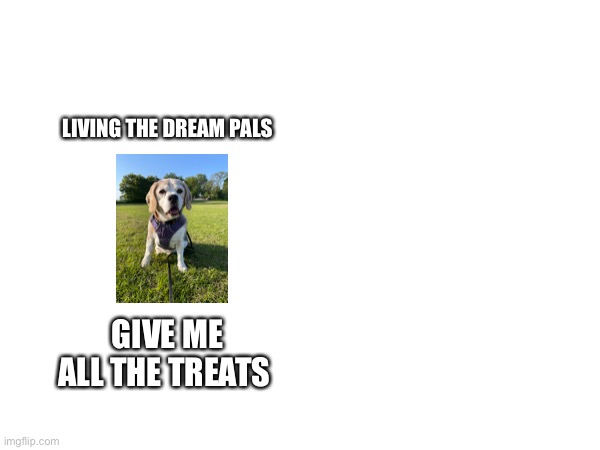 Beagle and treats #herbie | LIVING THE DREAM PALS; GIVE ME ALL THE TREATS | image tagged in smiling dog | made w/ Imgflip meme maker