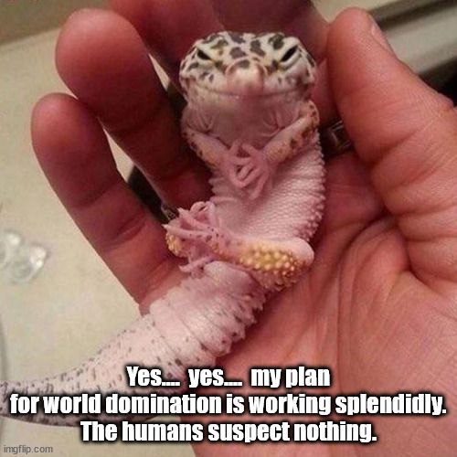 World domination | Yes....  yes....  my plan for world domination is working splendidly.
The humans suspect nothing. | image tagged in funny | made w/ Imgflip meme maker