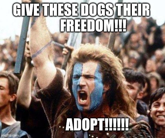 braveheart freedom | GIVE THESE DOGS THEIR 
        FREEDOM!!! ADOPT!!!!!! | image tagged in braveheart freedom | made w/ Imgflip meme maker
