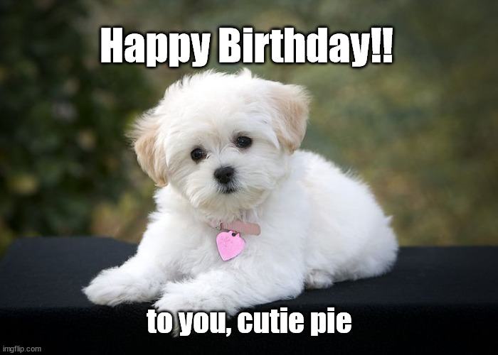 happy birthday pup | Happy Birthday!! to you, cutie pie | image tagged in happy birthday | made w/ Imgflip meme maker