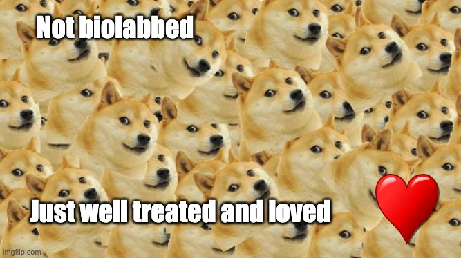 Not biolabbed just well treated and loved | Not biolabbed; Just well treated and loved | image tagged in memes,multi doge | made w/ Imgflip meme maker