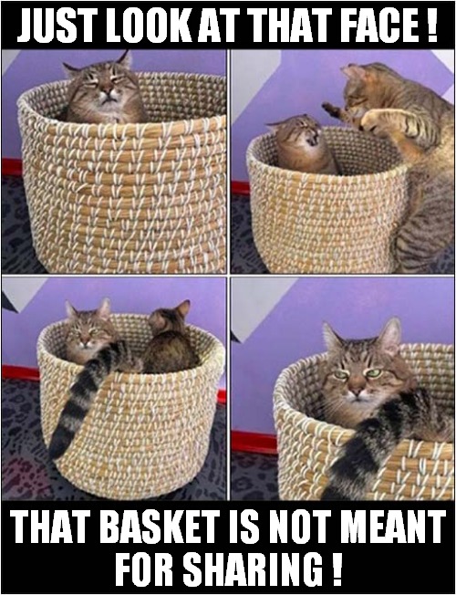 Why Is That Cat Sad ? | JUST LOOK AT THAT FACE ! THAT BASKET IS NOT MEANT
FOR SHARING ! | image tagged in cats,sad,basket,sharing | made w/ Imgflip meme maker