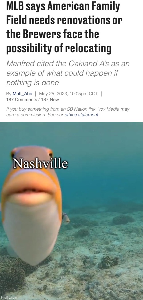 Nashville | image tagged in staring fish,sports,mlb baseball,mlb | made w/ Imgflip meme maker
