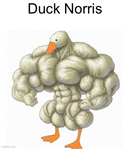 Duck Norris | Duck Norris | image tagged in duck,chuck norris | made w/ Imgflip meme maker