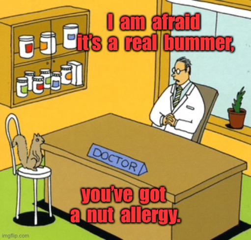 Squirrel visits the vet | I  am  afraid  it’s  a  real  bummer, you’ve  got  a  nut  allergy. | image tagged in it is a bummer,mr squirrel,nut allergy,comics | made w/ Imgflip meme maker