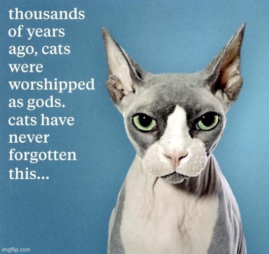 Cats have been worshipping | image tagged in worshipped like gods,cats never forgotten this,cats be like | made w/ Imgflip meme maker