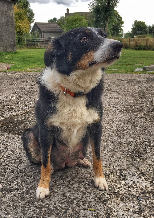 New mum | image tagged in sheepdog,border collie,new mother,working dog | made w/ Imgflip meme maker