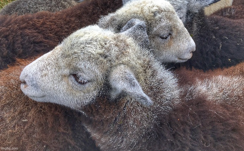 Herdwick Sheep | image tagged in the round up,hardy breed,thick wool | made w/ Imgflip meme maker