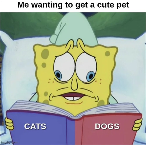 image tagged in memes | made w/ Imgflip meme maker