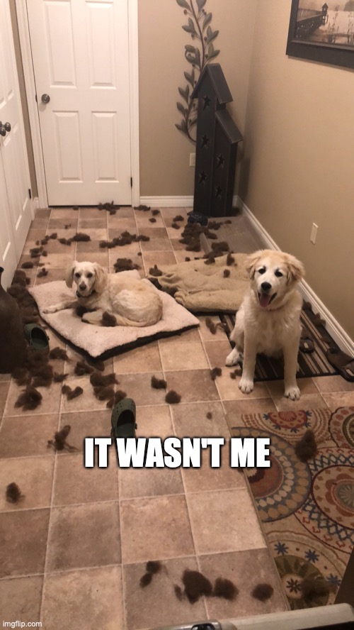 Dogs destroy bed | IT WASN'T ME | image tagged in puppies,funny dogs,dogs | made w/ Imgflip meme maker