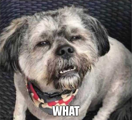 confused dog | WHAT | image tagged in confused dog | made w/ Imgflip meme maker