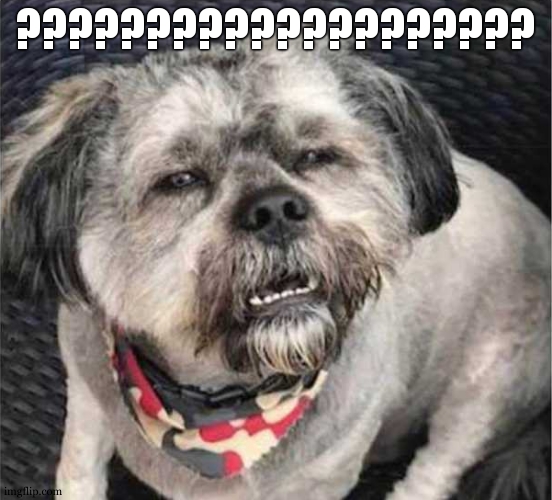 confused dog | ???????????????????? | image tagged in confused dog | made w/ Imgflip meme maker