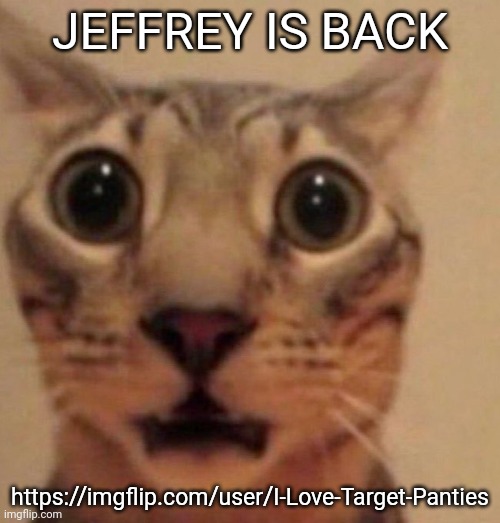 Shocked cat | JEFFREY IS BACK; https://imgflip.com/user/I-Love-Target-Panties | image tagged in shocked cat | made w/ Imgflip meme maker
