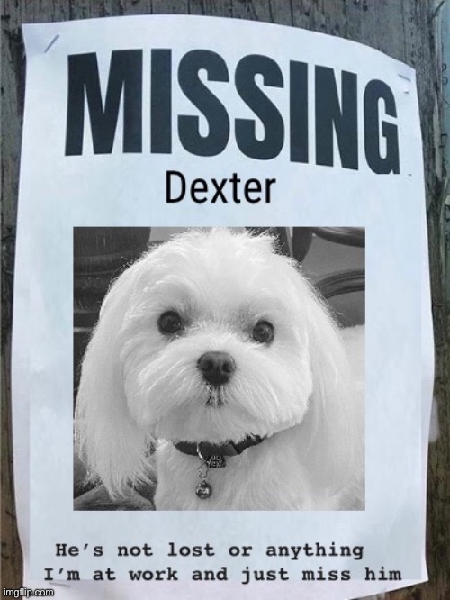 Missing Dexter | image tagged in funny memes,funny dog memes,td1437,dexter | made w/ Imgflip meme maker
