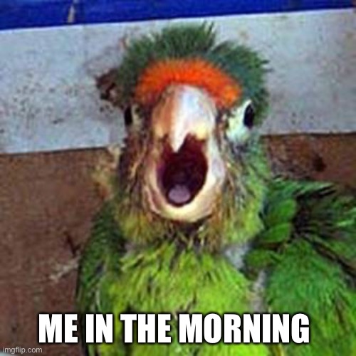 Stupid Parrot | ME IN THE MORNING | image tagged in stupid parrot | made w/ Imgflip meme maker
