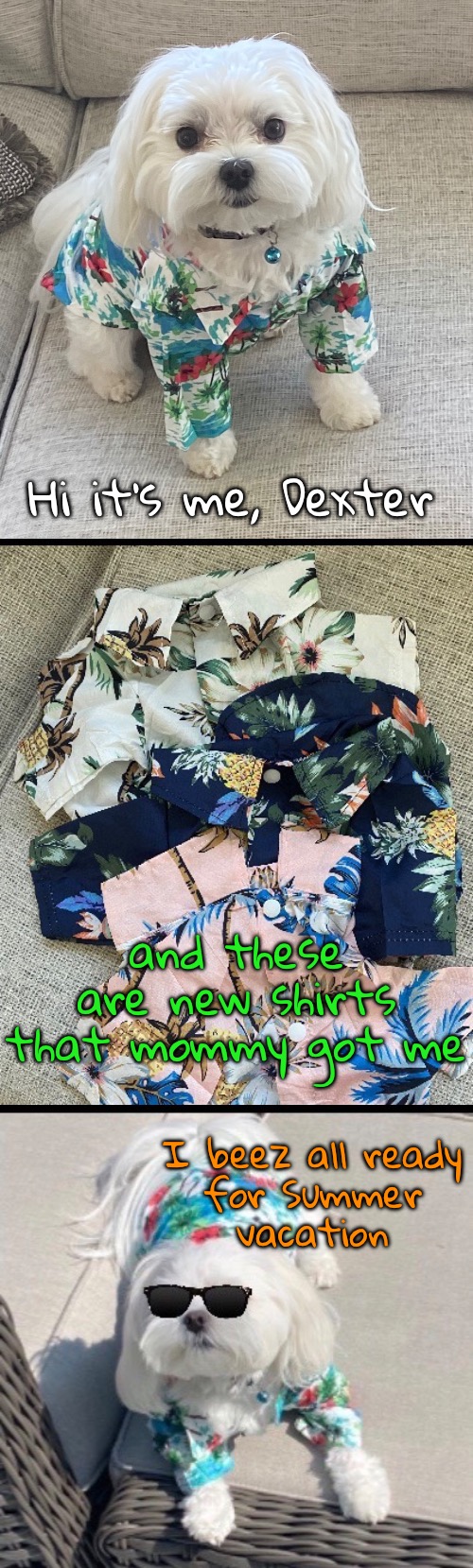 Doggy Bahama Shirts | Hi it’s me, Dexter; and these are new shirts that mommy got me; I beez all ready
for Summer
vacation | image tagged in funny memes,funny dog memes,td1437,dexter | made w/ Imgflip meme maker