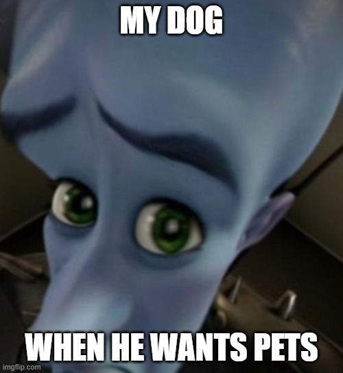 Megamind no bitches | MY DOG; WHEN HE WANTS PETS | image tagged in megamind no bitches | made w/ Imgflip meme maker