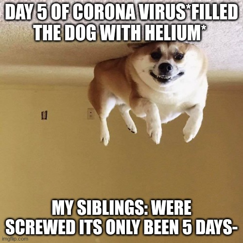 idk thought of it i guess | DAY 5 OF CORONA VIRUS*FILLED THE DOG WITH HELIUM*; MY SIBLINGS: WERE SCREWED ITS ONLY BEEN 5 DAYS- | image tagged in ceiling doggo | made w/ Imgflip meme maker