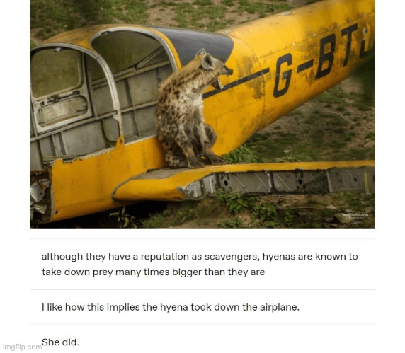 Hyena | image tagged in hunting,hunter,hyena,airplane | made w/ Imgflip meme maker