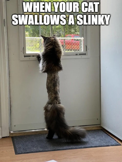 WHEN YOUR CAT SWALLOWS A SLINKY | image tagged in meow | made w/ Imgflip meme maker