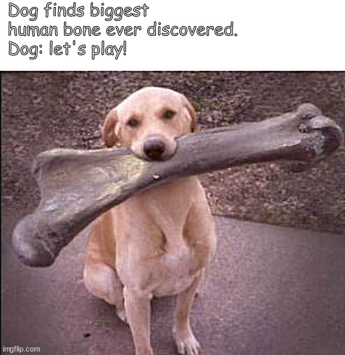 dog be dog | Dog finds biggest human bone ever discovered.
Dog: let's play! | image tagged in memes,fun,funs,dog,dogs | made w/ Imgflip meme maker