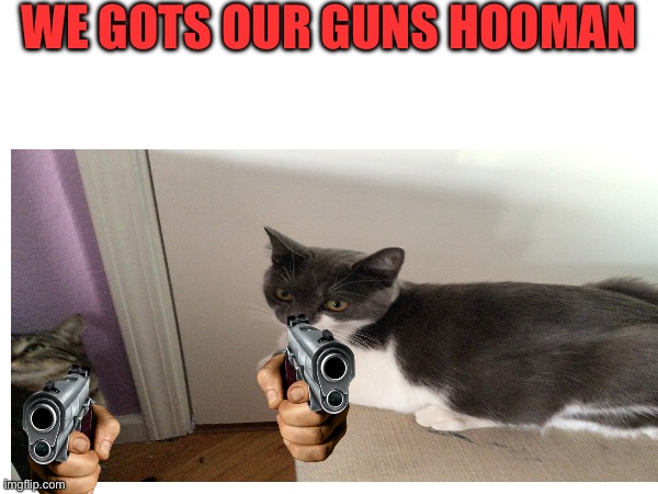 They gots the guns | WE GOTS OUR GUNS HOOMAN | image tagged in cats,memes | made w/ Imgflip meme maker