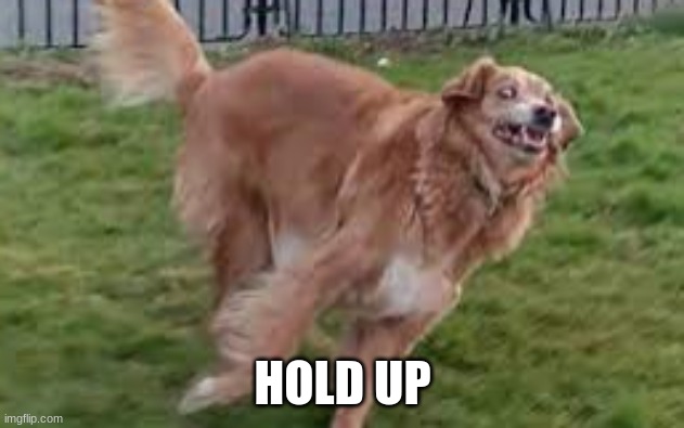 what dog | HOLD UP | image tagged in what dog | made w/ Imgflip meme maker