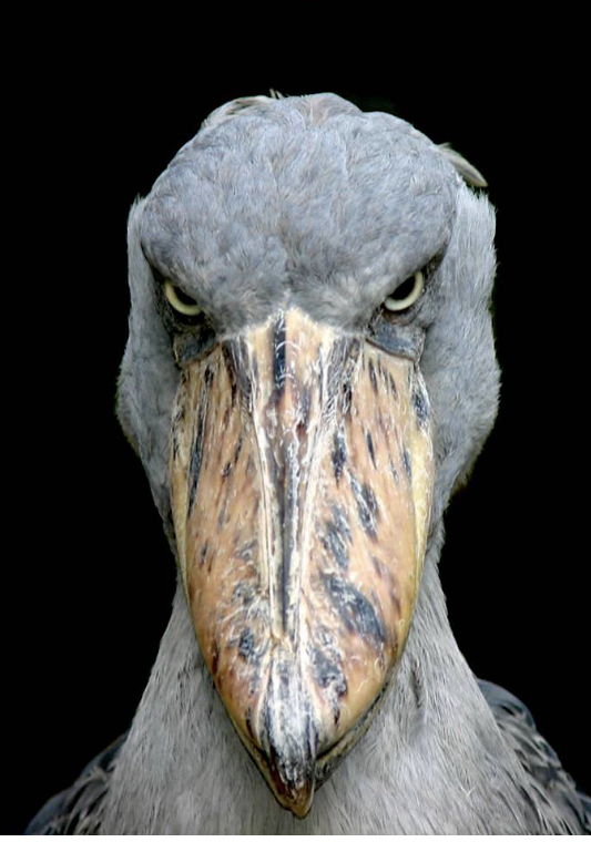Shoebill Stork Blank Meme Template