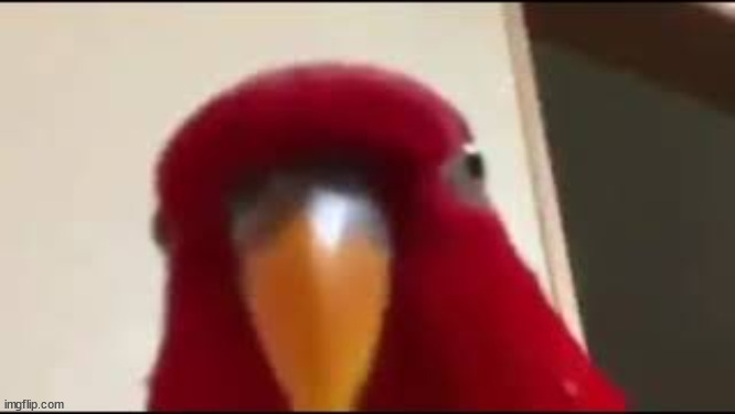 Red Birb Gumi Staring | image tagged in red birb gumi staring | made w/ Imgflip meme maker