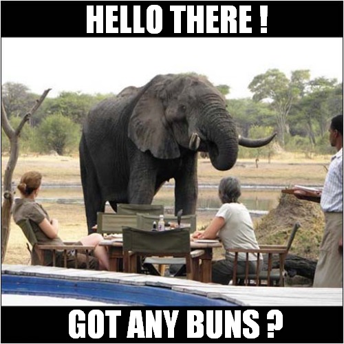 Trouble With Beggars On Safari ! | HELLO THERE ! GOT ANY BUNS ? | image tagged in elephants,beggars,hello there | made w/ Imgflip meme maker