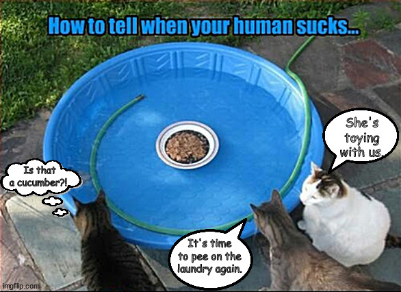 Cat's revenge | She's toying with us. Is that a cucumber?! It's time to pee on the laundry again. | image tagged in memes,cats | made w/ Imgflip meme maker