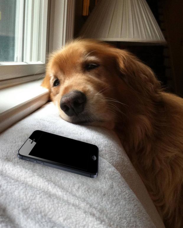 High Quality Dog waiting for a Call Blank Meme Template