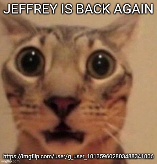 https://imgflip.com/user/g_user_101359602803488341006 | JEFFREY IS BACK AGAIN; https://imgflip.com/user/g_user_101359602803488341006 | image tagged in shocked cat | made w/ Imgflip meme maker