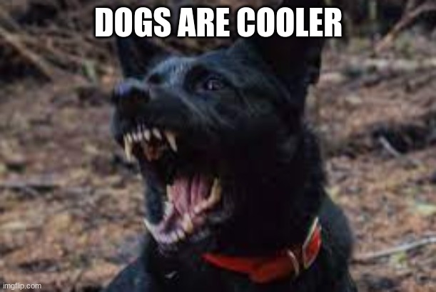 dog | DOGS ARE COOLER | image tagged in dog | made w/ Imgflip meme maker
